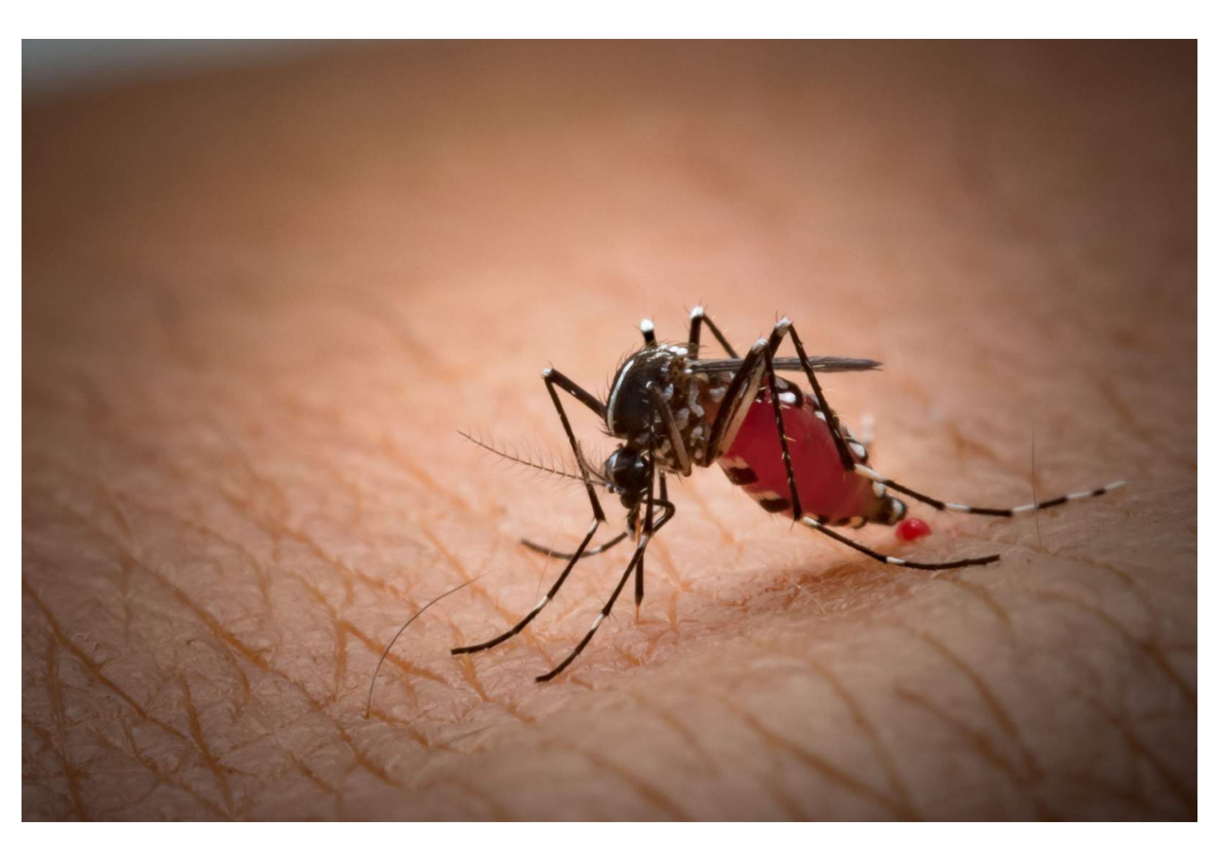 HESLMB dengue (2)-convertido-compactado_page-0001-c9047bfe