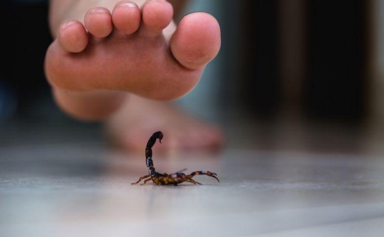 Cuidados com animais peçonhentos